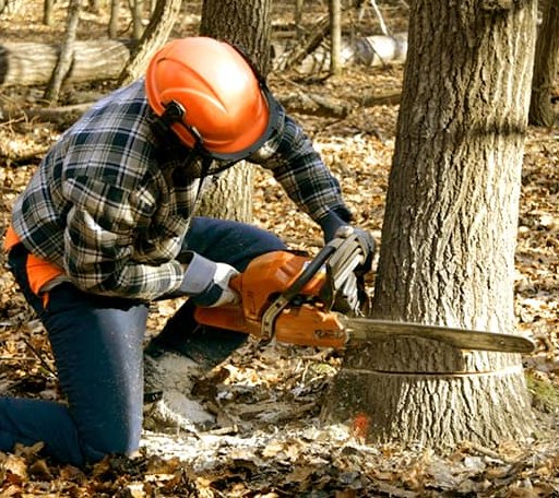 Tree Removal in Hall, MT